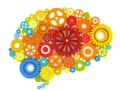 Left and Right Brain